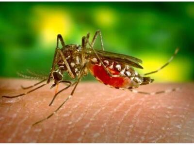 O Δήμος Αγρινίου ξεκινά ψεκασμούς για τα κουνούπια