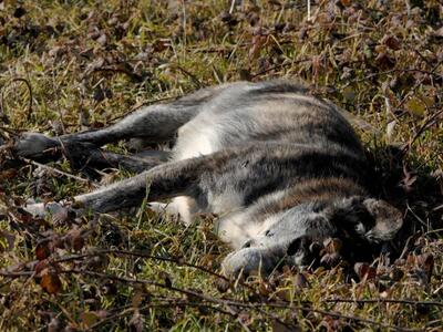 Πάτρα: Δηλητηρίασαν σκύλους στο Ρίο