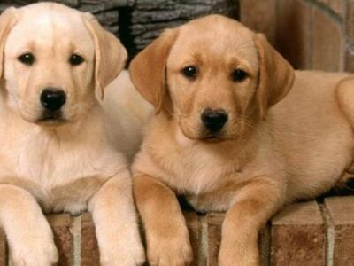 To ήξερες; Οι σκύλοι ξεχωρίζουν τη χαρά ...