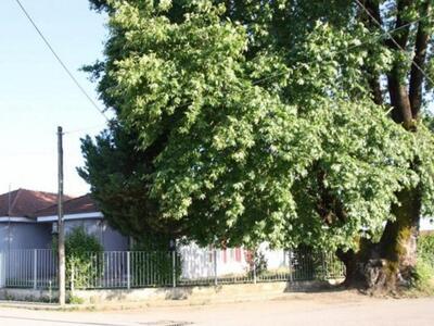 Επτά αιώνων πλάτανος, ένα μνημείο της φύ...