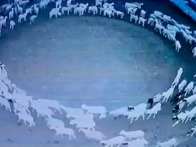 Λύθηκε το μυστήριο με τα πρόβατα που έκα...