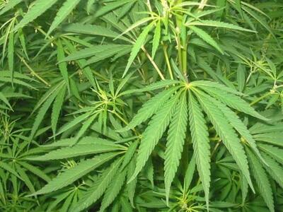 Συνελήφθη 41χρονος καλλιεργητής ναρκωτικ...