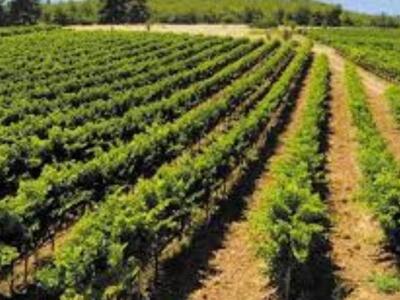 Δυτική Ελλάδα:Μέχρι τις 15 Μαΐου οι αιτή...