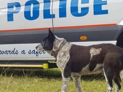 O κωφός και μερικώς τυφλός σκύλος που πρ...