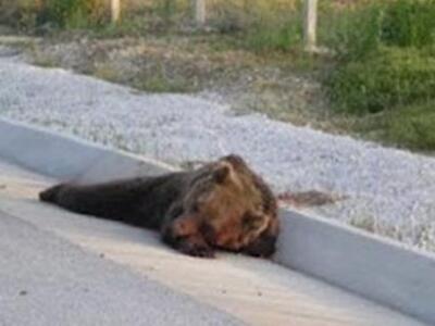 Κι άλλη αρκούδα νεκρή στην Εγνατία