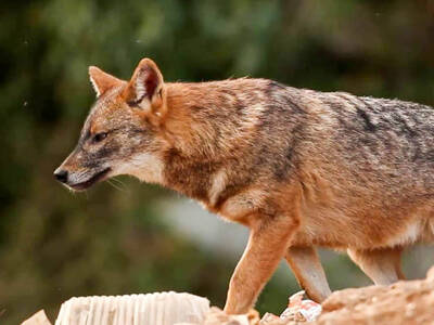 Δυτική Αχαΐα: Φόβος και τρόμος τα τσακάλ...