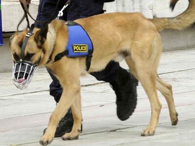 Κέρκυρα: Ο σκύλος τους έπιασε με δύο γρα...