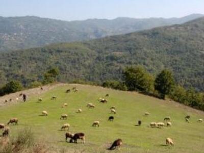 Δυτική Ελλάδα: Πόσα αιγοπρόβατα έχετε; Μ...