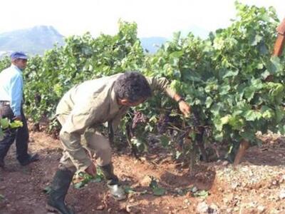 Ηλεία: Φόβοι ότι θα σαπίσουν και τα γερά σταφύλια