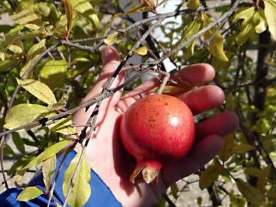 Ηλεία: Καλλιεργώντας ροδιές με οικονομία...