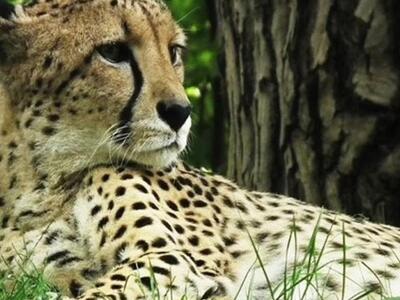 Με εξαφάνιση κινδυνεύουν τα τσιτάχ