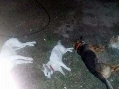 Εριξαν δηλητήριο και σκότωσαν 3 σκυλάκια...