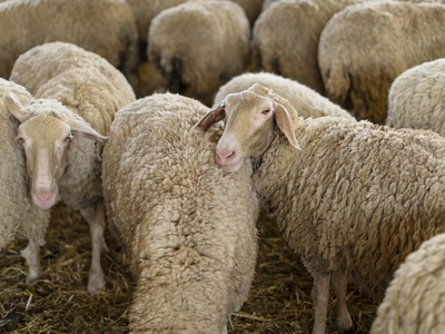 Ευλογιά προβάτων: Αναστολή πλειστηριασμώ...