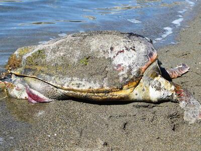 Πάτρα - Τώρα: Νεκρή θαλάσσια χελώνα στην πλάζ