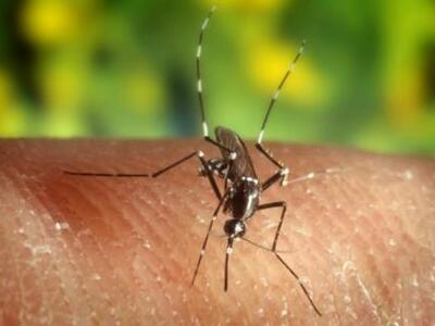 Ο Δήμος Μεσολογγίου κάνει οργανωμένη καμ...