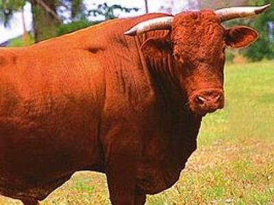 Φιλιάτι Θεσπρωτίας: Τον σκότωσε ο ταύρος...