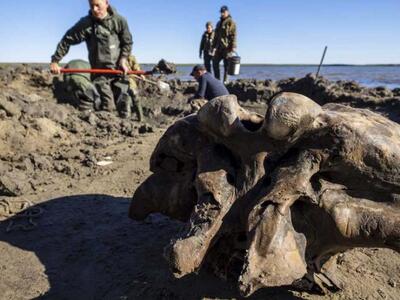Ρωσία: Βρέθηκαν λείψανα μαμούθ ηλικίας 1...