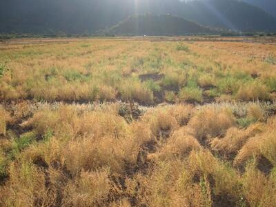 Λευκάδα: Βρέθηκε απανθρακωμένο πτώμα στο...