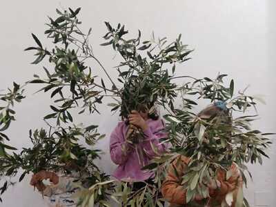 Πάτρα: «Η Αθηνά, η ελιά και το λάδι», Εκ...