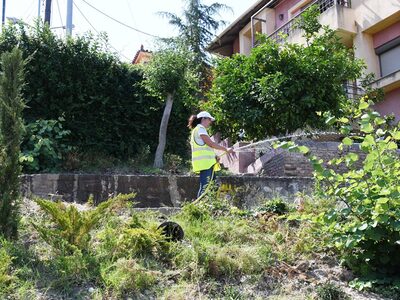 Συνεχίζεται το κλάδεμα δέντρων από τον Δ...