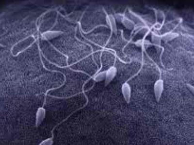 To"θηλυκό" χρωμόσωμα που παίζε...