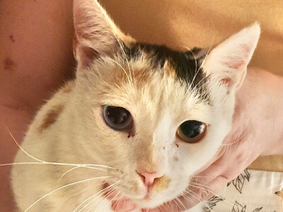 Πάτρα: Χάθηκε η γατούλα της φωτογραφίας ...