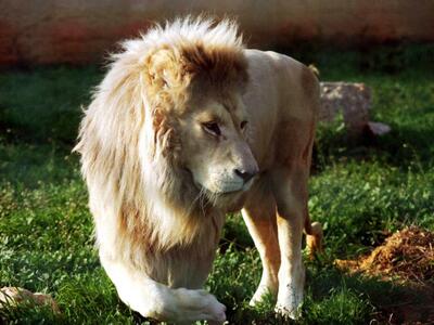 Ναϊρόμπι: Ελεύθερα  έξι λιοντάρια που το...