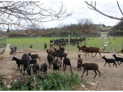 Διαχείριση νεκρών ζώων από καταρροϊκό πυρετό