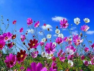 Οι Αεροπρόσκοποι του Ρίου ψήνουν τον οβε...