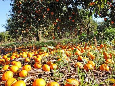 Άρτα: Τα πορτοκάλια σαπίζουν στα χωράφια