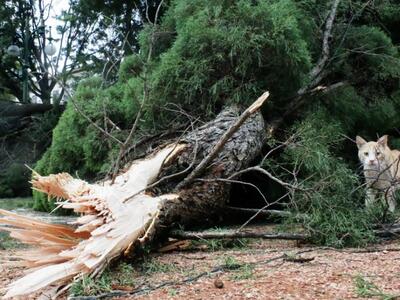 Πάτρα: Οι ισχυροί άνεμοι έριξαν δύο δέντρα