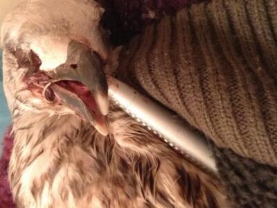 Πάτρα: Η συγκινητική ιστορία ενός γλάρου...