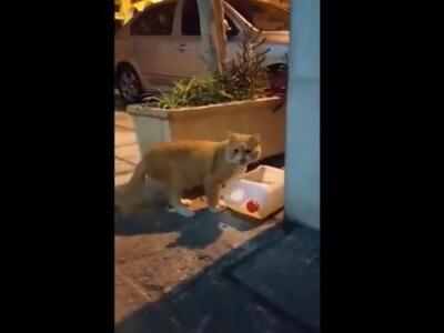 Δροσιά για τα αδέσποτα στη σκοπιά του Β'...