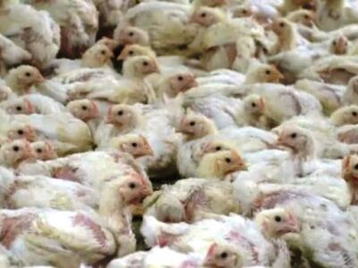 Χιλιάδες κόκορες συνεθλίβησαν και πολτοποιήθηκαν