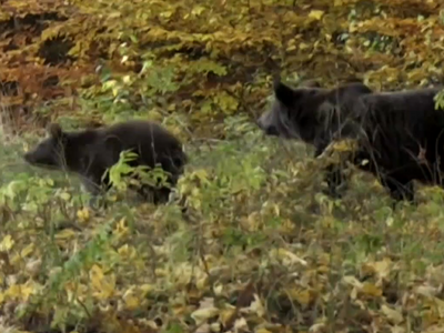 Άγρια ζώα μέσα στους οικισμούς: Οι λόγοι...