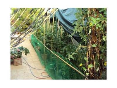 Ευρωπαϊκά χαρακτηριστικά σε χασισοφυτεία...