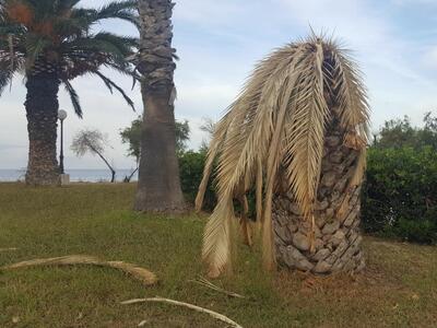 Το κόκκινο σκαθάρι αποτελειώνει και τους...