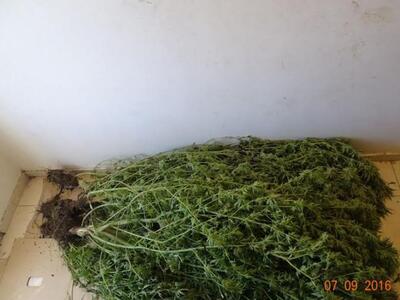 Ηλεία:Συνελήφθη 56χρονος ημεδαπός στην Α...