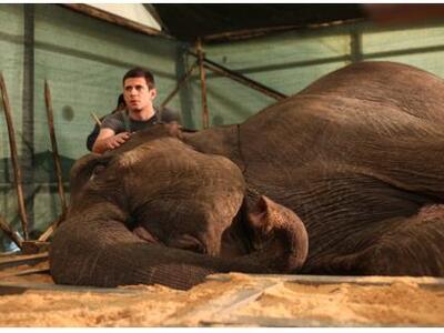 Συνεχίζεται για 2η εβδομάδα στα Ster cin...