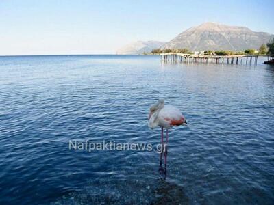 Ένα πανέμορφο φλαμίνγκο βρέθηκε στην παρ...
