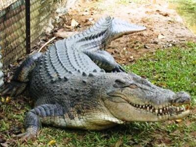 Μετά το χταπόδι και ένας...κροκόδειλος β...