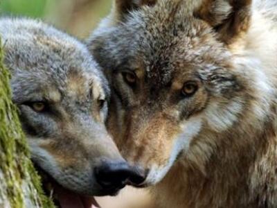 Καστοριά: Νεαρή λύκαινα νεκρή σε τροχαίο