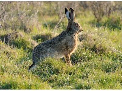 Ηλεία: Χάθηκαν οι λαγοί στην ευρύτερη πε...