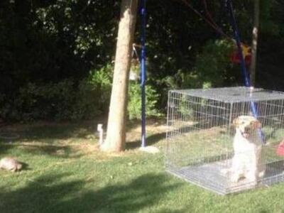 Γιατί η Μενεγάκη έκλεισε τον σκύλο της σε κλουβί;