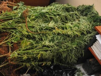 Κρήτη: Καλλιεργούσε κάνναβη στο σπίτι του