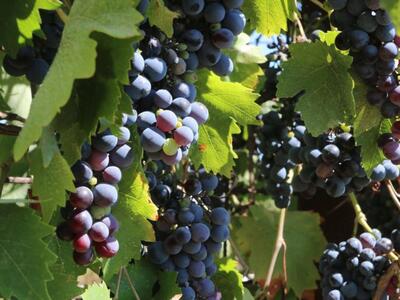 Τα σταφύλια και η σημαντική διατροφική τους αξία