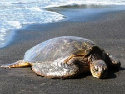 Αίγιο: Νεκρή εκβράστηκε χελώνα καρέτα - καρέτα