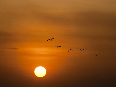 Το εκπληκτικό μυστικό πίσω από τα σμήνη ...