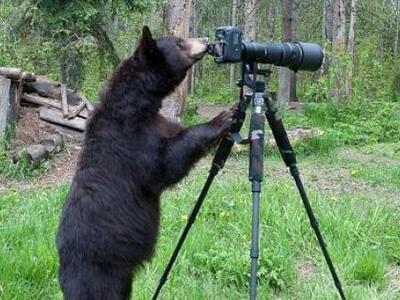 Η αρκούδα με την φωτογραφική μηχανή