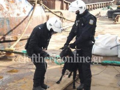 Καλαμάτα: Αστυνομικοί συλαμβάνουν κατσίκ...